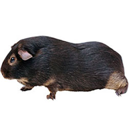 Otter Guinea Pig